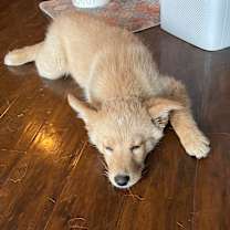 Thumbnail photo of Gnocchi #4