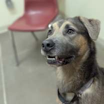 Thumbnail photo of Reese - Stratford #3