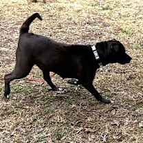 Thumbnail photo of BROWNIE BOO #2