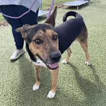 Thumbnail photo of Woody aka Baxter #2