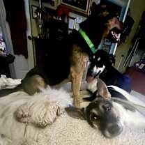 Thumbnail photo of Woody aka Baxter #3