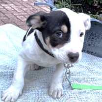 Thumbnail photo of Tari #1