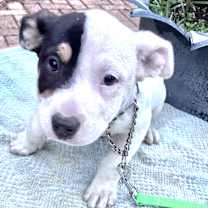 Thumbnail photo of Tari #2