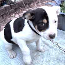 Thumbnail photo of Tari #3