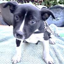 Thumbnail photo of Tesla #1