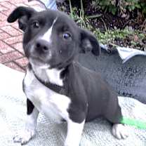 Thumbnail photo of Tesla #2