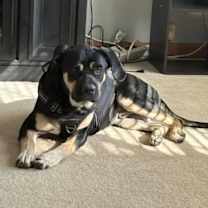 Thumbnail photo of Brutus #1