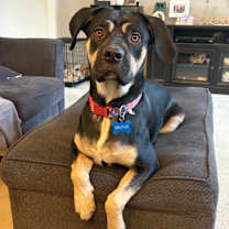 Thumbnail photo of Brutus #2