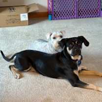 Thumbnail photo of Brutus #3