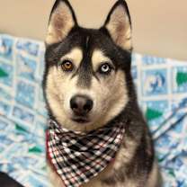 Thumbnail photo of Toby #1