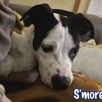 Thumbnail photo of S'more #3