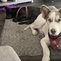 Thumbnail photo of Chance (Chinny) #1