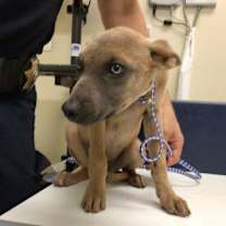 Thumbnail photo of LISA #3