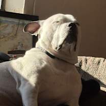 Thumbnail photo of Cow #2