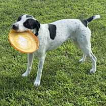 Thumbnail photo of Ivy #2