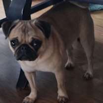 Thumbnail photo of Chloe PENDING #2