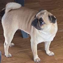 Thumbnail photo of Chloe PENDING #3