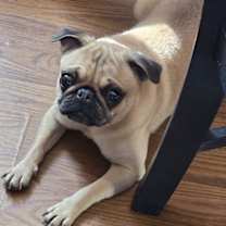 Thumbnail photo of Chloe PENDING #4