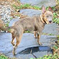 Thumbnail photo of Key (in foster) #1