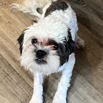 Thumbnail photo of Gravy #1