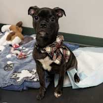 Thumbnail photo of Tater #1