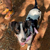 Thumbnail photo of Lacey #2