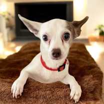 Thumbnail photo of Kobe #2