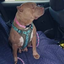 Thumbnail photo of Maia #4