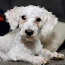 Thumbnail photo of Maltipoo Malcom #4