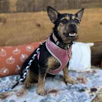 Thumbnail photo of CoCo Chanel #1