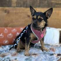 Thumbnail photo of CoCo Chanel #3