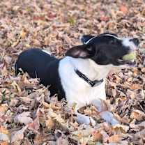 Thumbnail photo of Domino #2