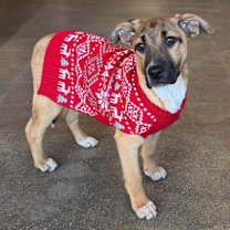 Thumbnail photo of Kurage #2