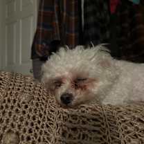 Thumbnail photo of Emmett #2