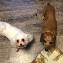 Thumbnail photo of Emmett #4