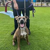 Thumbnail photo of Paisley - 2 #2