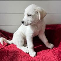 Thumbnail photo of Eddy the Elf #4