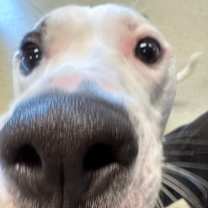 Thumbnail photo of Leonard #3