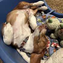 Thumbnail photo of Devon #3