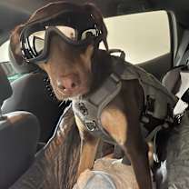 Thumbnail photo of Belle #3