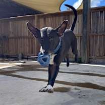 Thumbnail photo of HM24 Marty #4