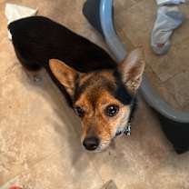 Thumbnail photo of Bella #3