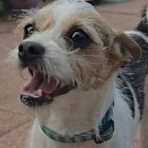 Thumbnail photo of Olive #1