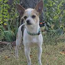 Thumbnail photo of Olive #2