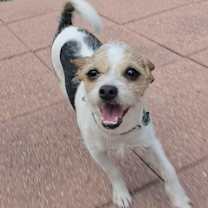 Thumbnail photo of Olive #3