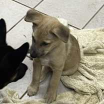 Thumbnail photo of Wylie #2