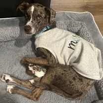 Thumbnail photo of Milo #1