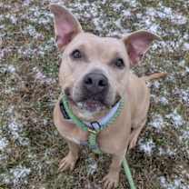 Thumbnail photo of Champagne Diamond  48 #2