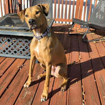 Thumbnail photo of RHODIE #1