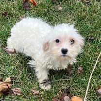 Thumbnail photo of Papaya #3